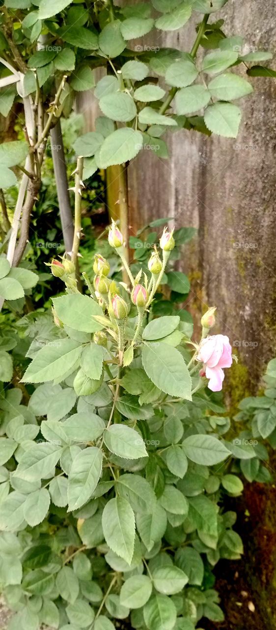 beautiful rose flower buds looks so nice also all colours rose flower looks so pretty also use it all also nice leaf colour green overall picture looks so beautiful