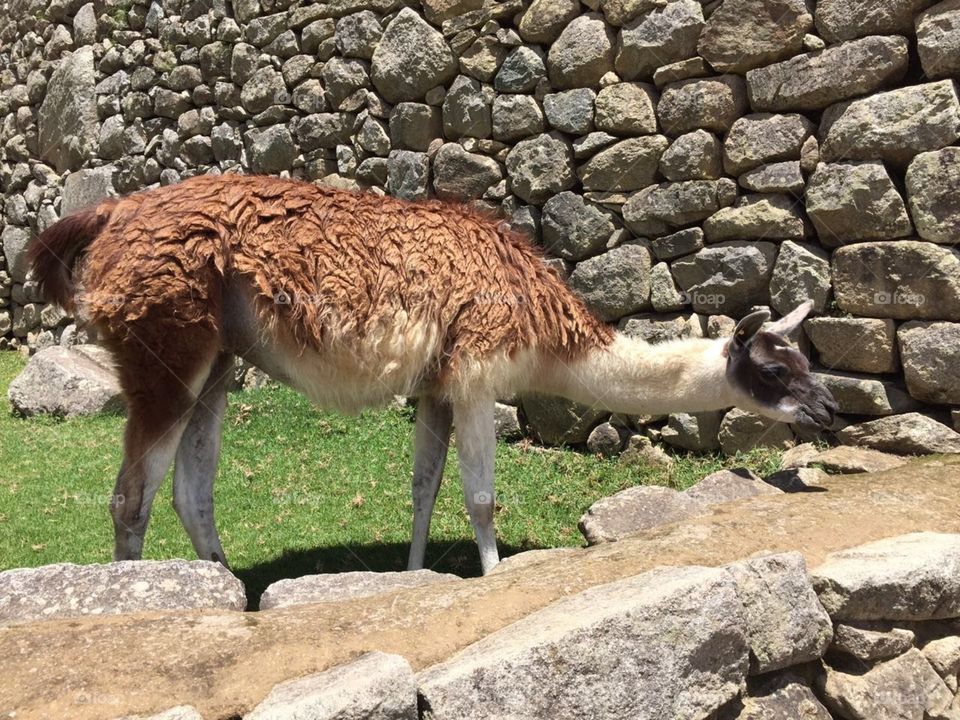 Llama in the wonder world- Machu Picchu Peru