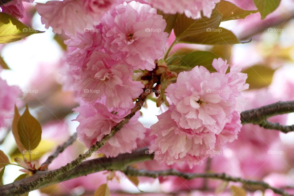 Pink Cherry Blossoms 