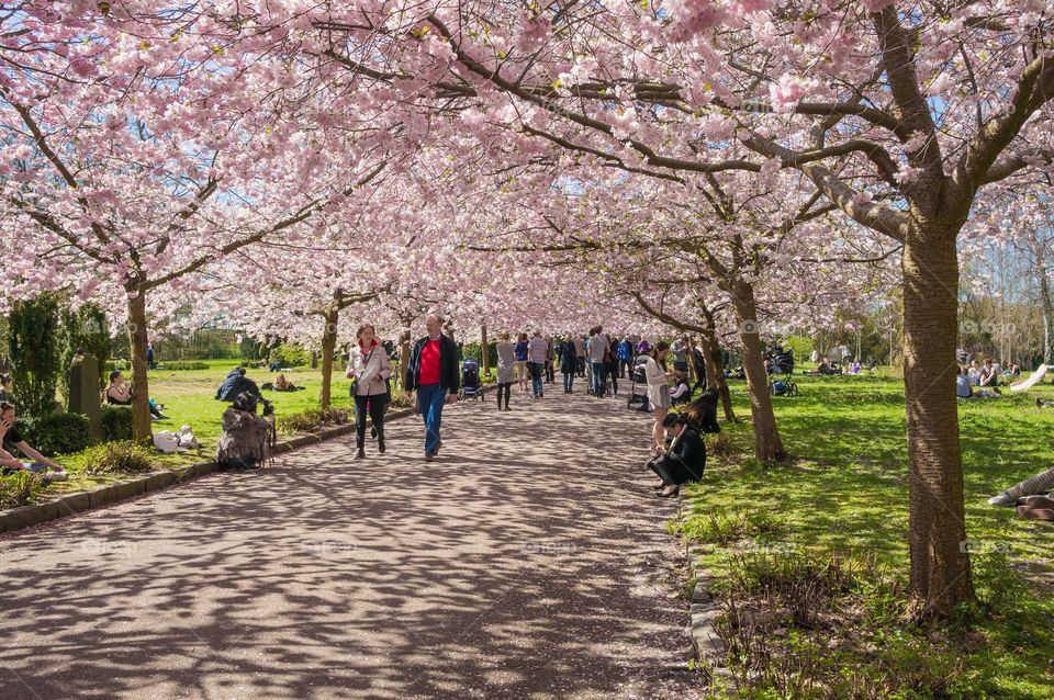 Pink park