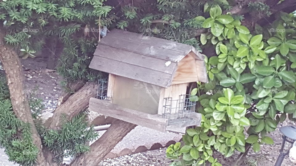 bird house