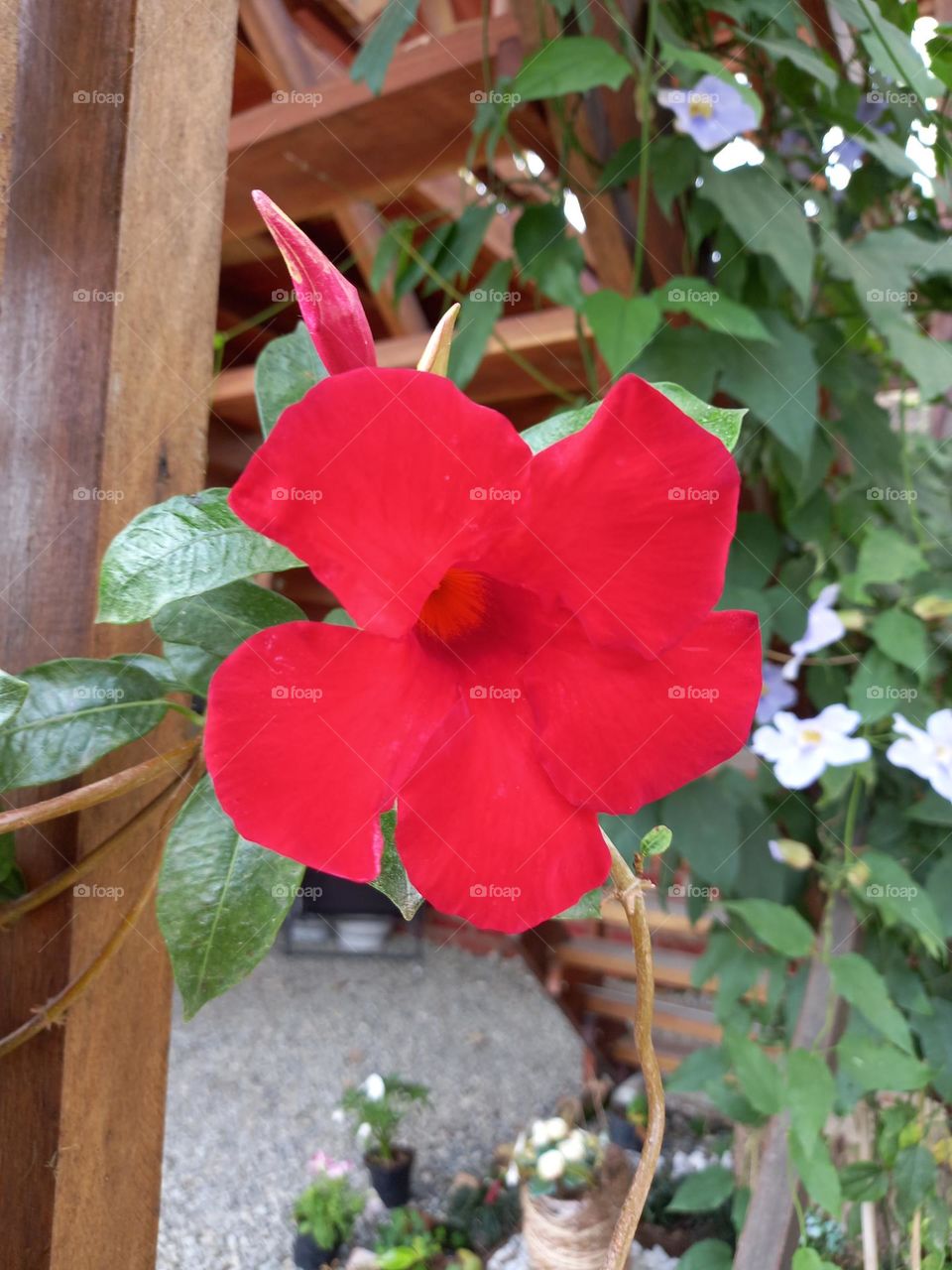 red flower