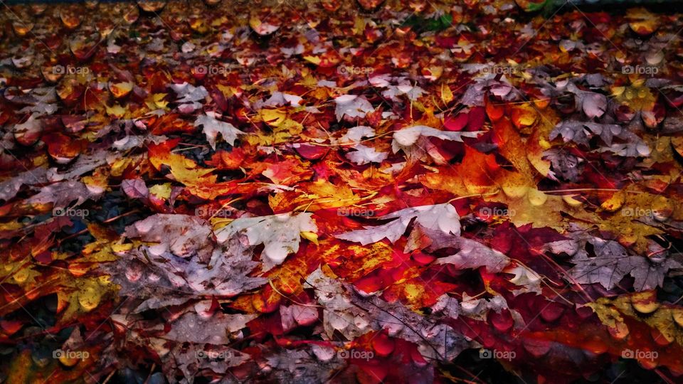 tons of fall leaves on the ground