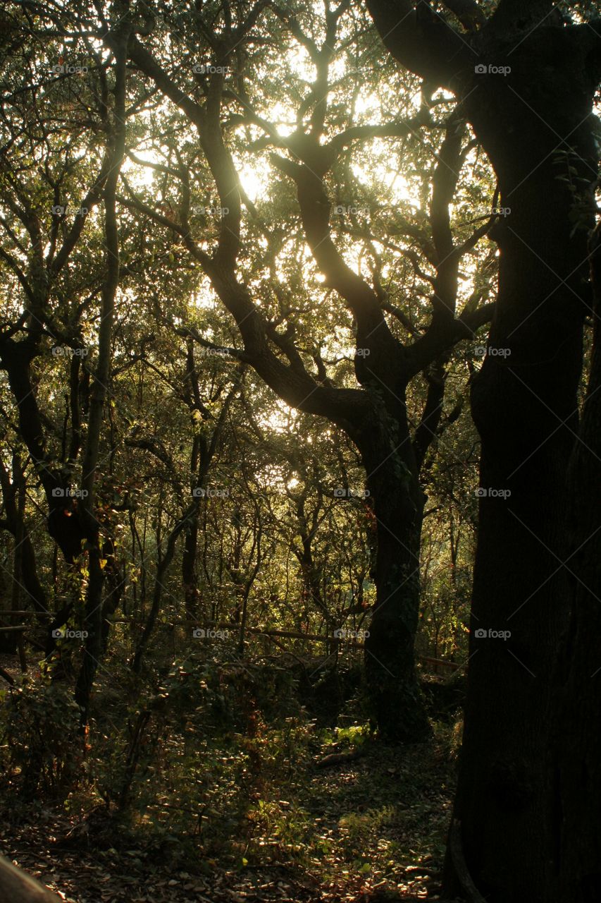 Goldenhour inside woods