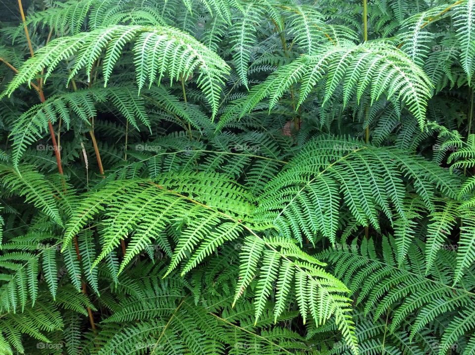 Ferns 