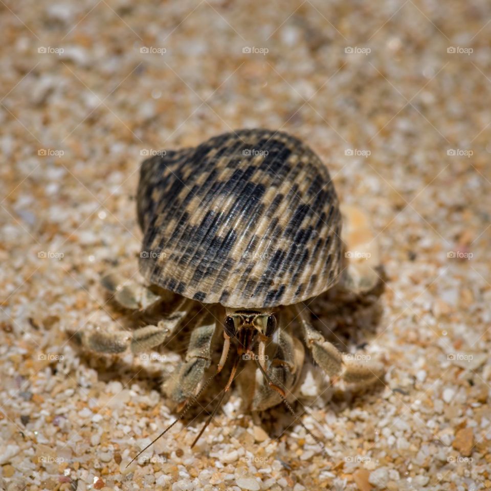 A Hermit Crab moving home along the beach, macro photo. 