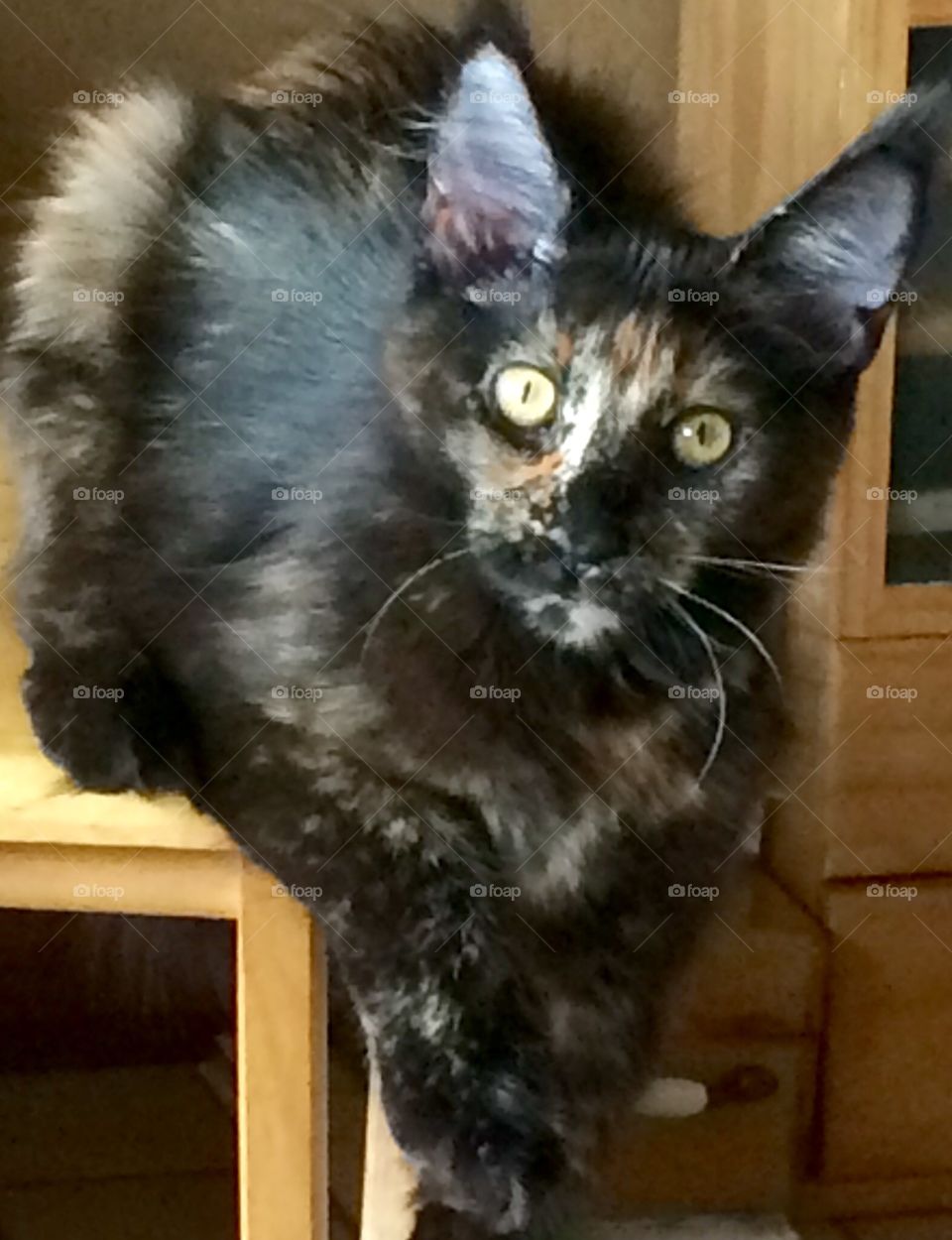 Artesia MaineCoon kitten 