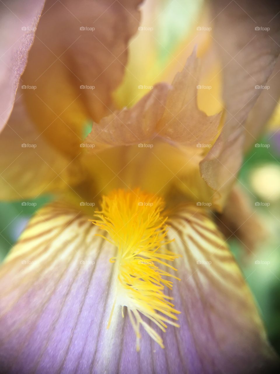 Iris closeup