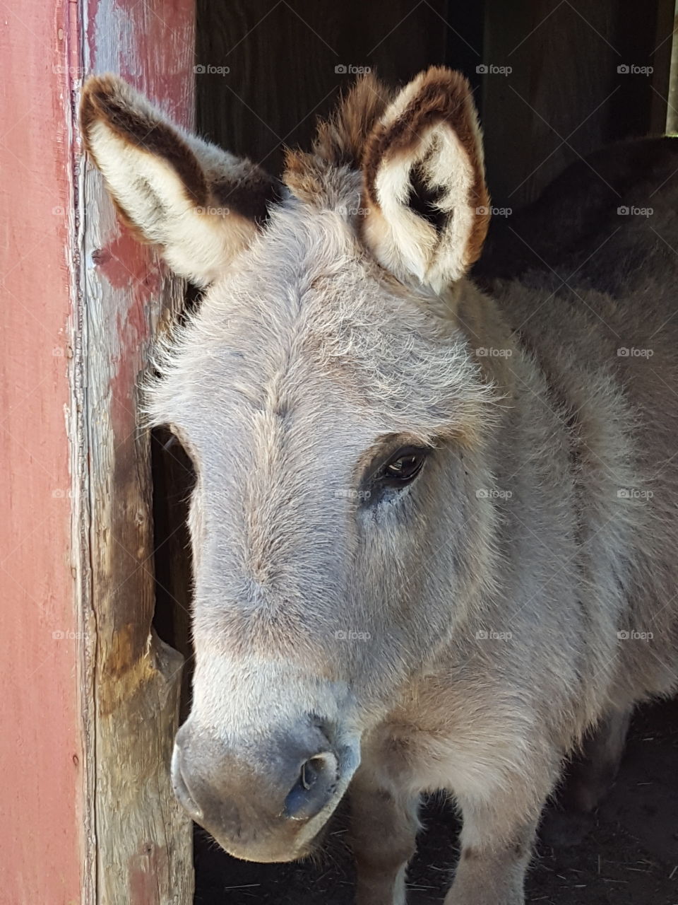 Donkey in the barn