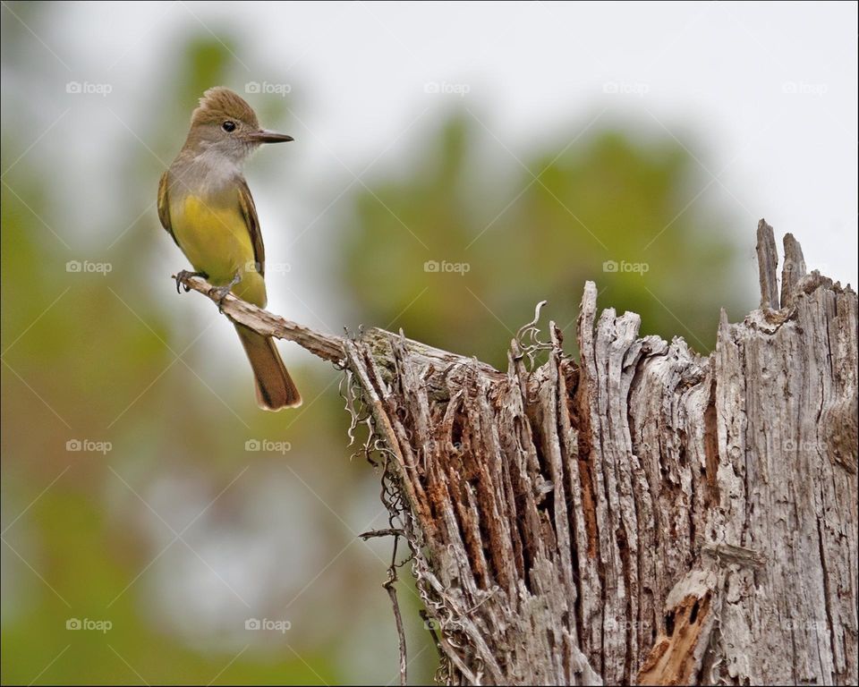 Crested Flycatcher waiting for a fly.
