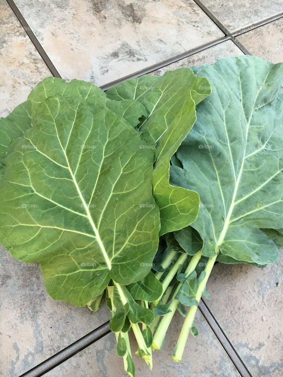 Fresh Harvested Collard Greens