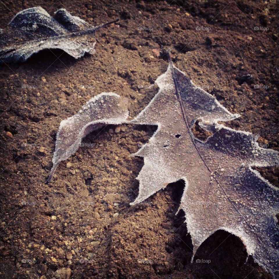 Frozen frosty leaves 