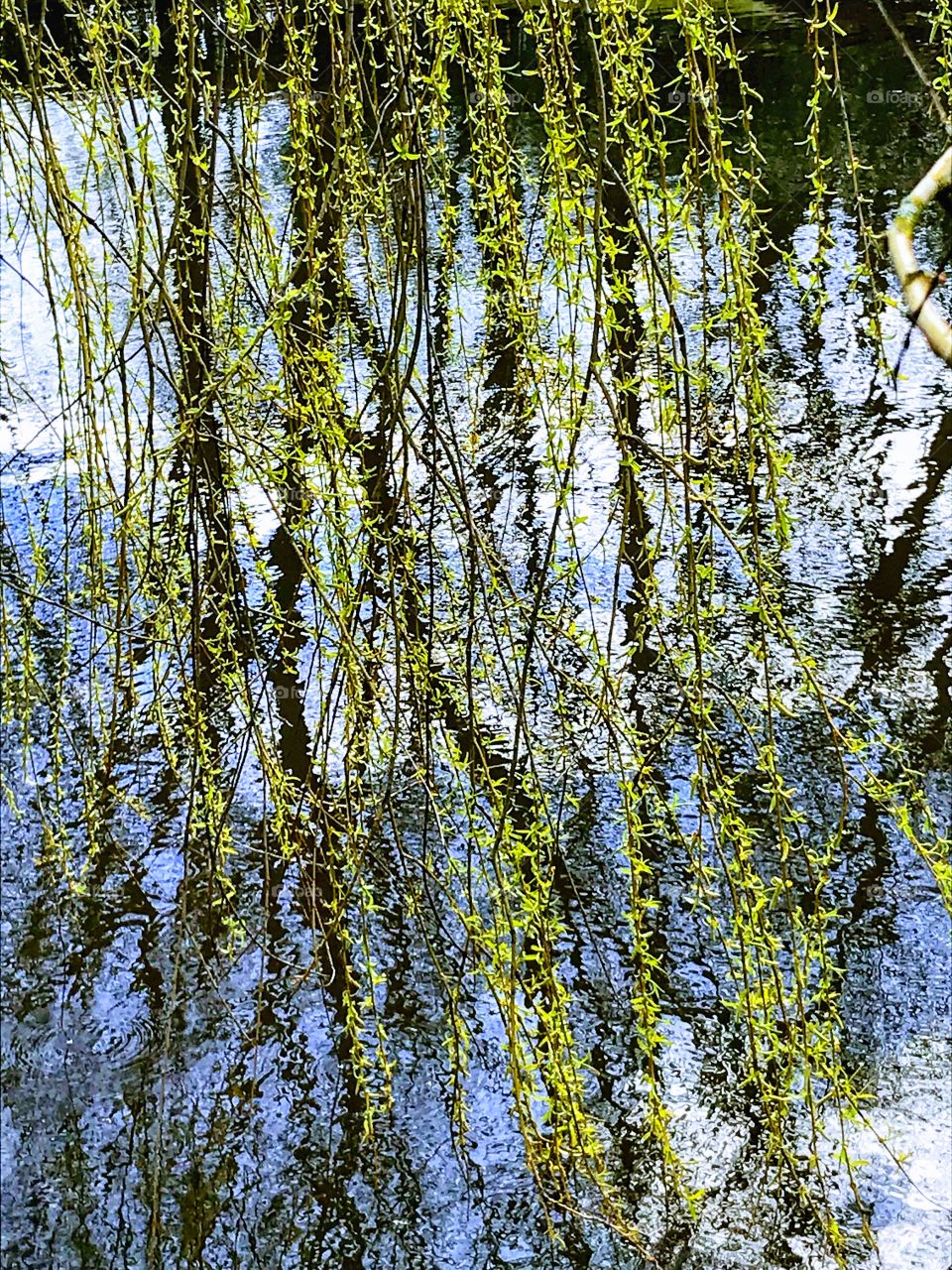 Weeping Willow in early spring