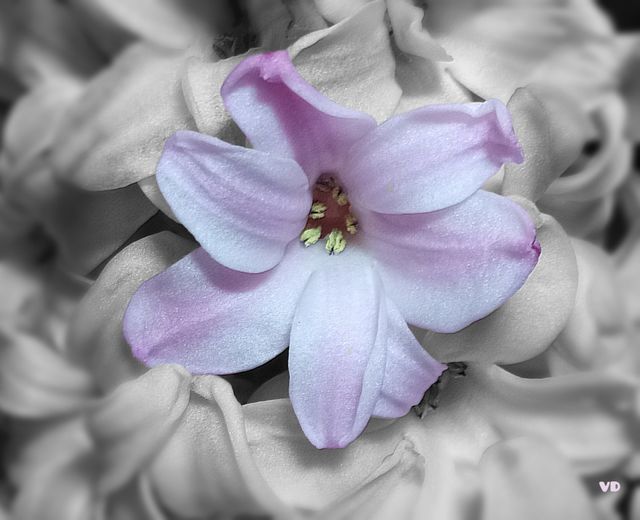 Hyacinth