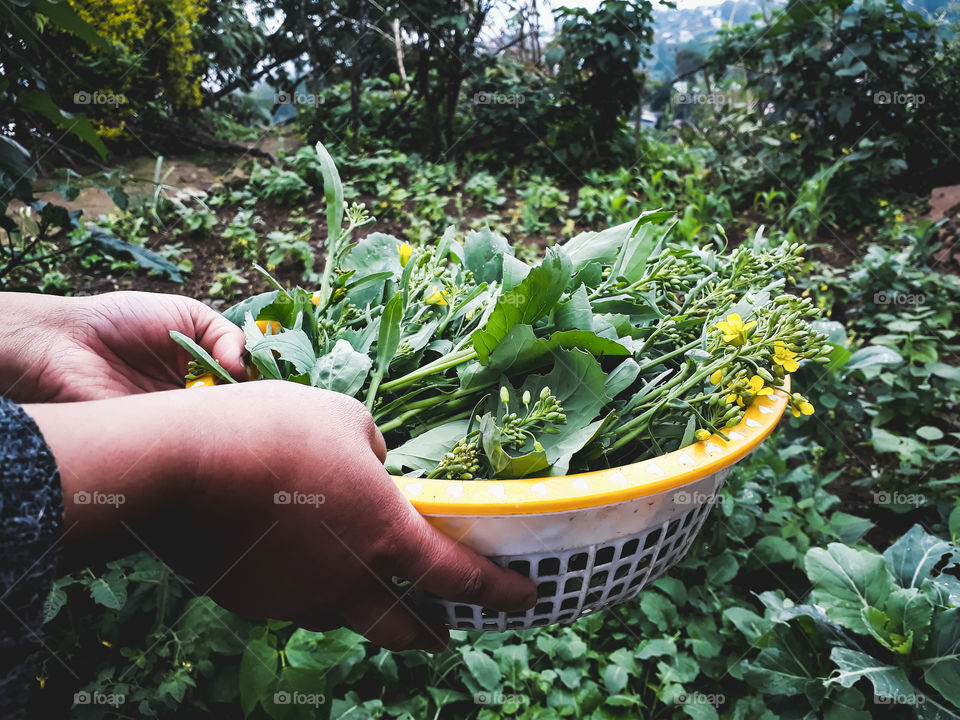 Freshly picked canola for some new recipe. Feels good to have vegetable plants around you in this difficult times.