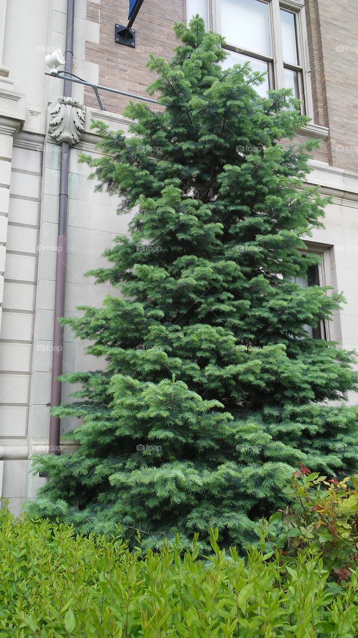 christmas tree. spring