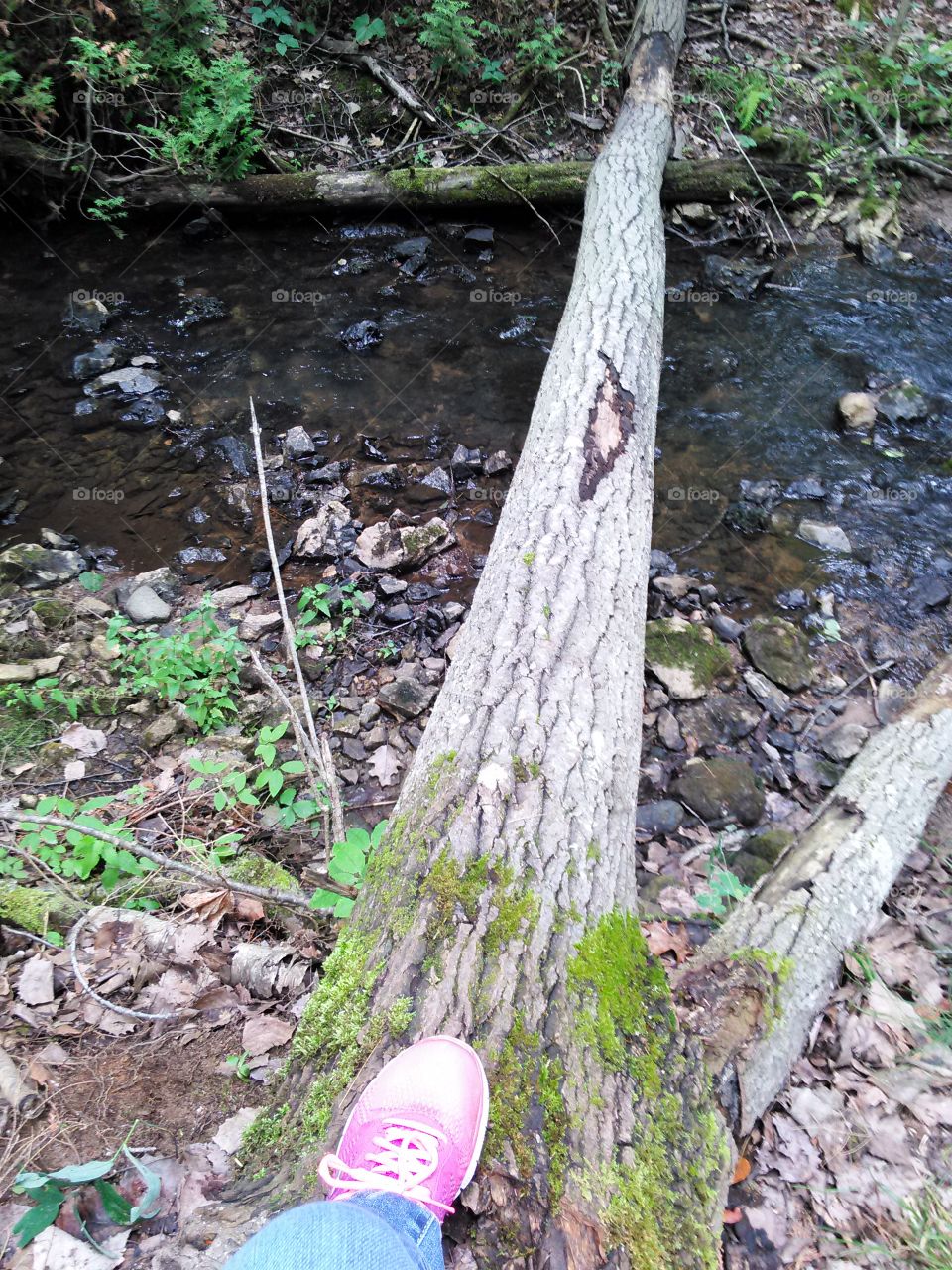 Fallen Tree Bridge. Fallen tree placed across creek as bridge