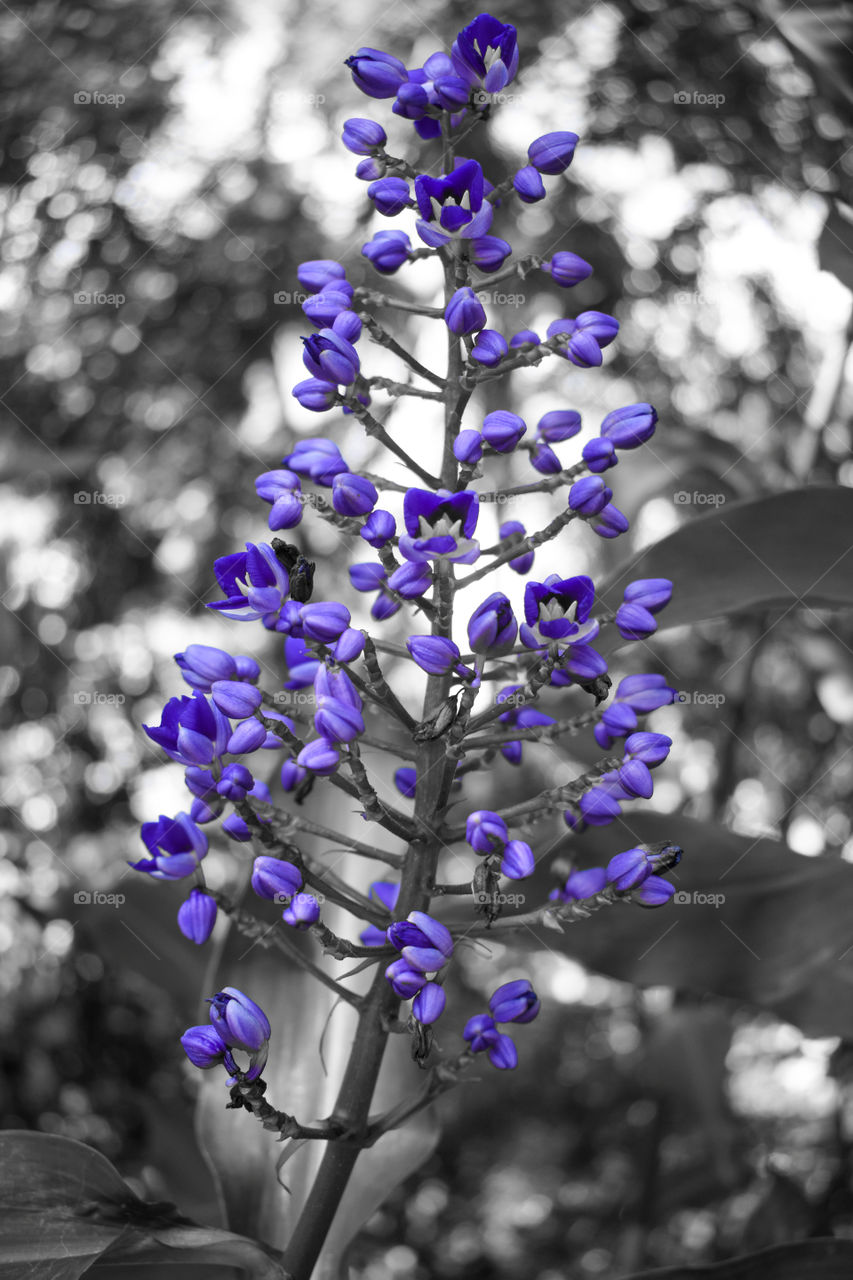 Purple Buds