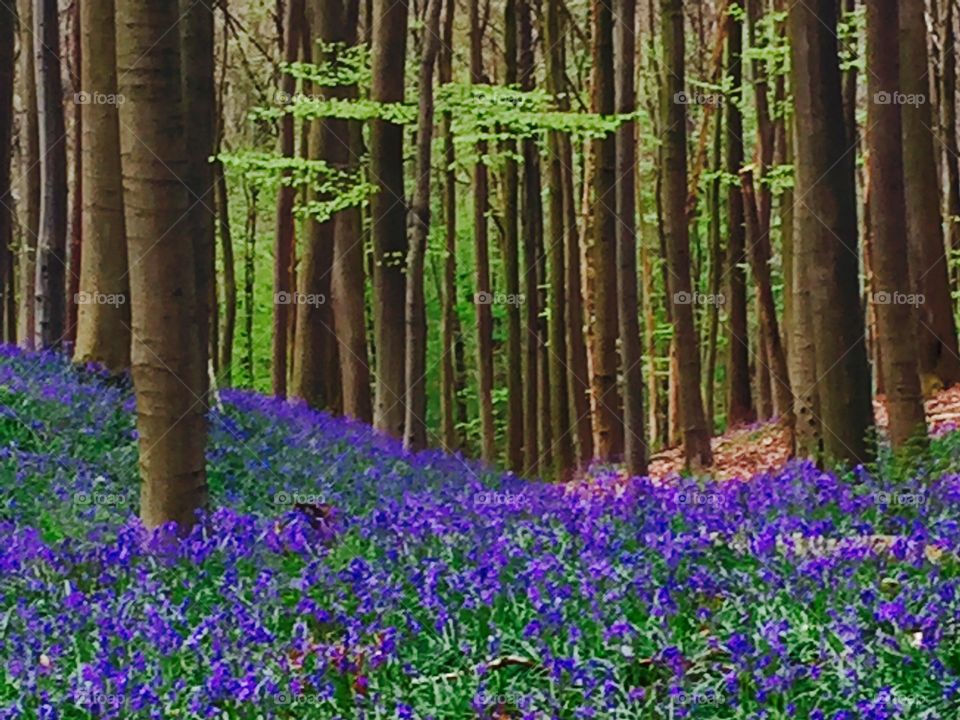 Blue forest - Hallerbos - Belgium