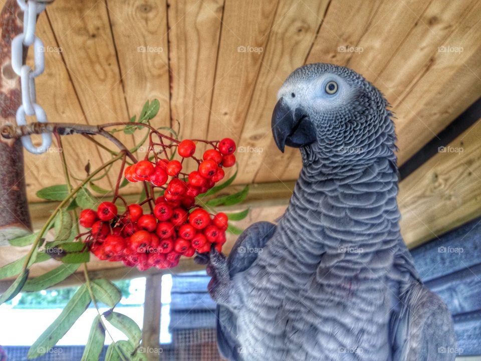 Parrot. My parrot in her aviary