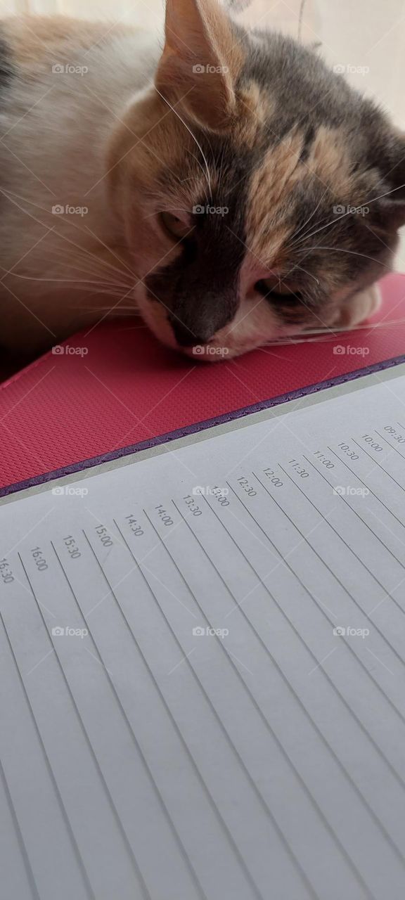 Cat and diary