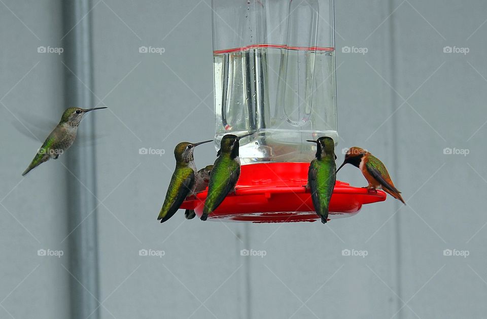Hummingbirds