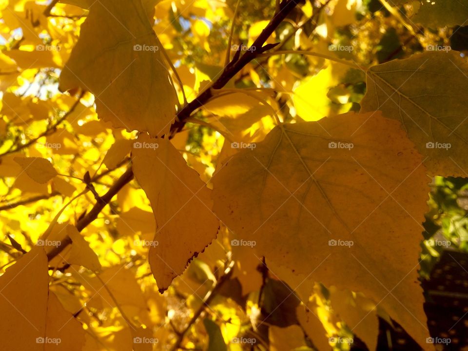 Close-up of a autumn leaf