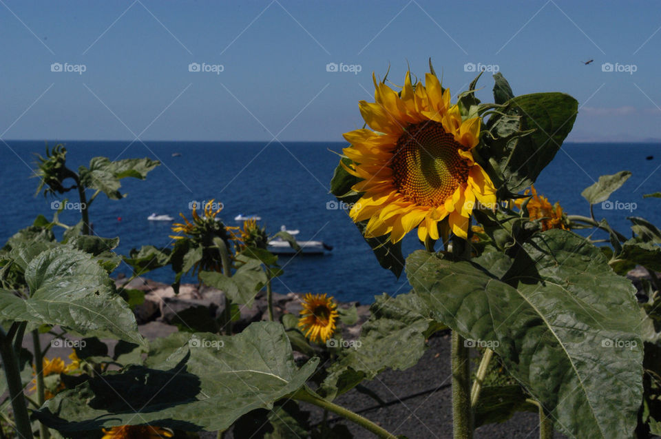 beach hot sunflower spain by stevephot