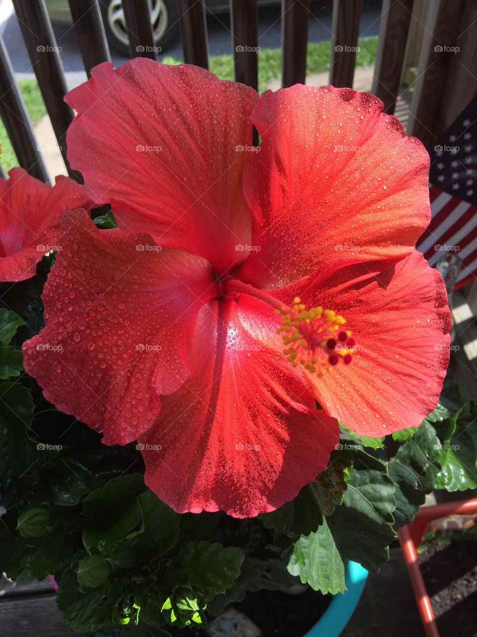 My beautiful and exotic Hibiscus 