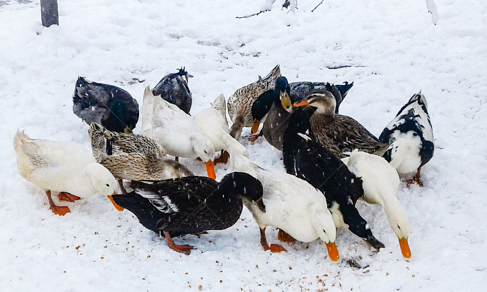 ducks in snow