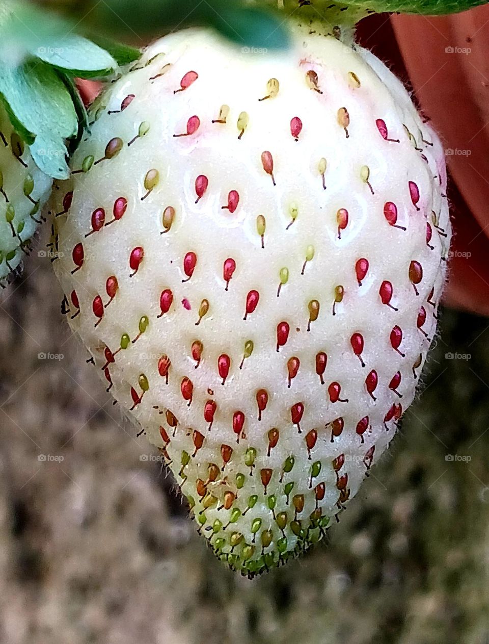 Morango em fase de amadurecimento