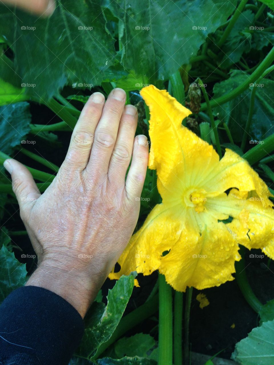 Big zucchini flower