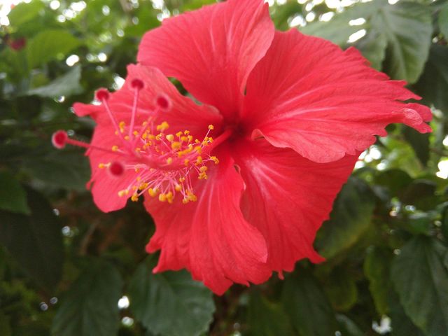 flower