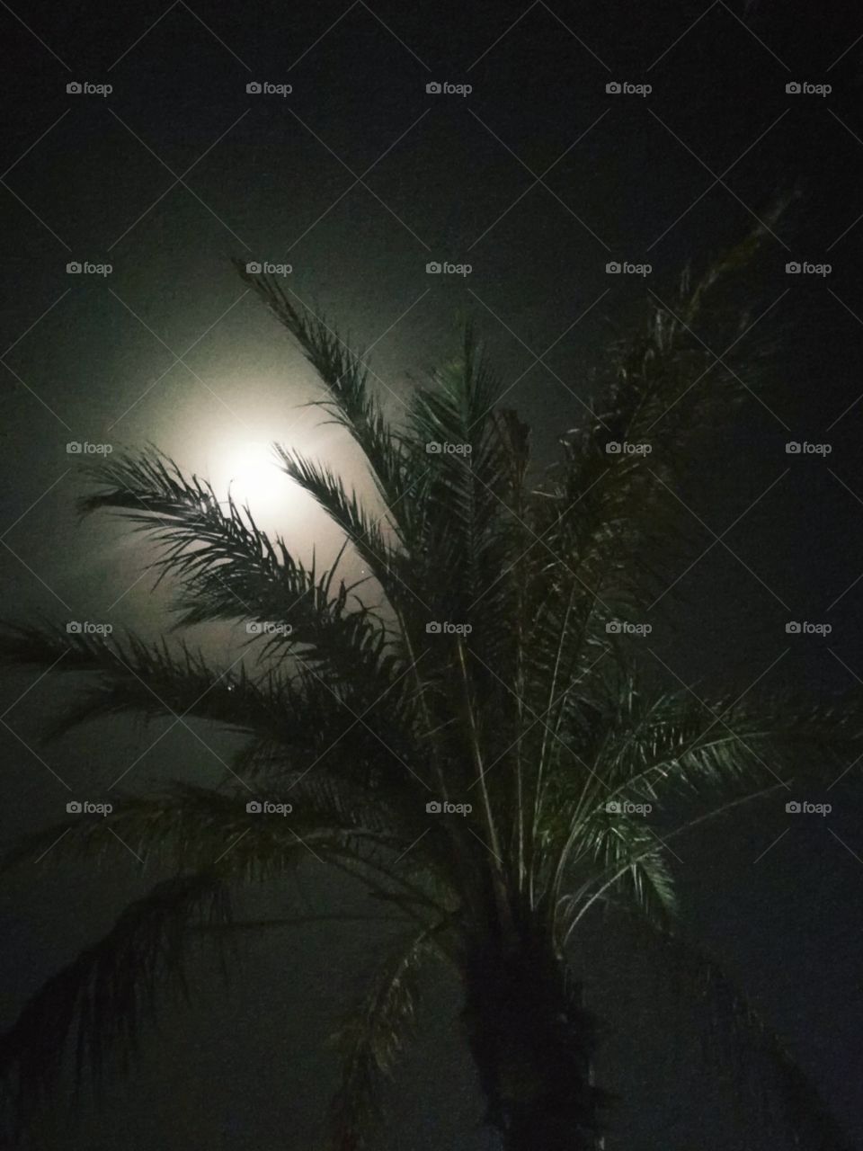 Palm tree with moon light and dark sky background