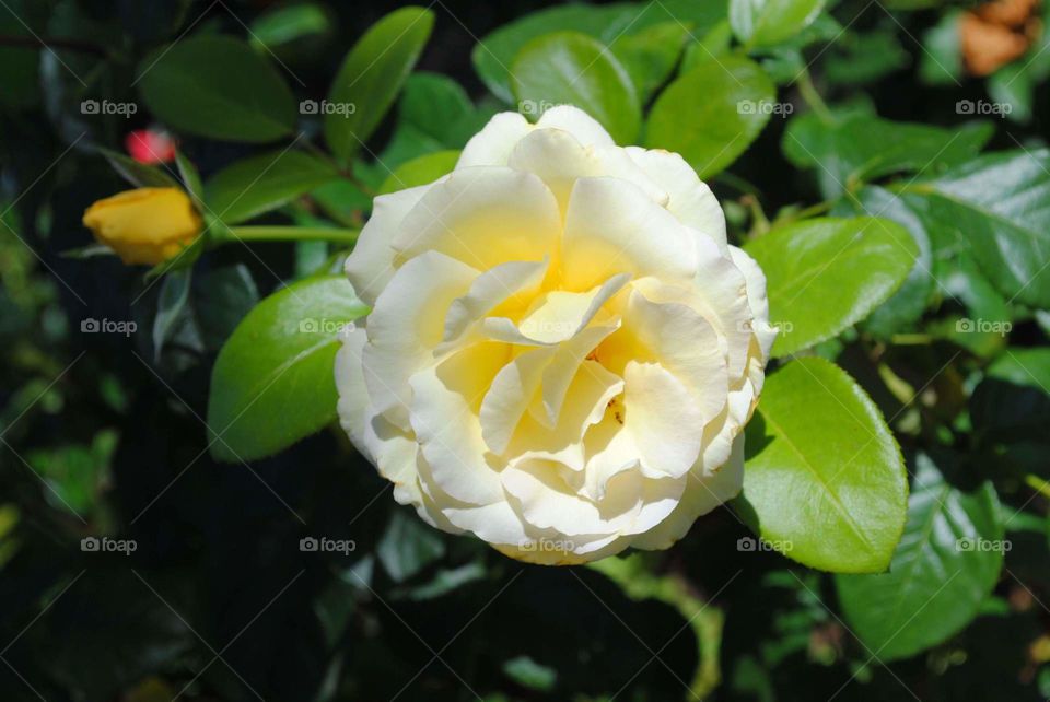 Rose Rosenblüte