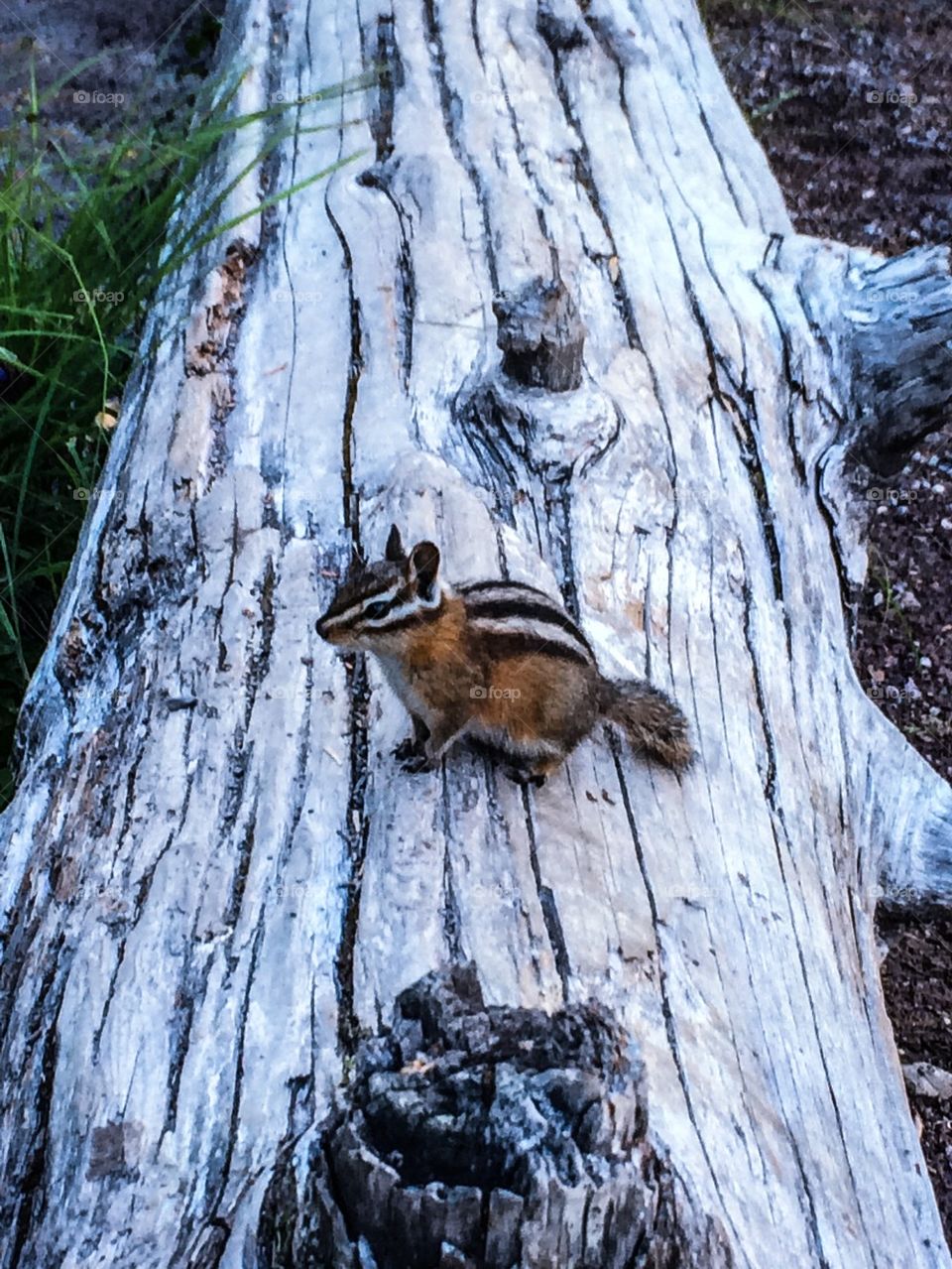 Chipmunk