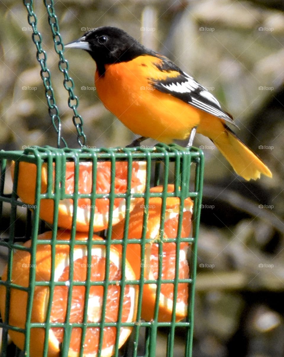 Orange slices in a container for Baltimore orioles to eat