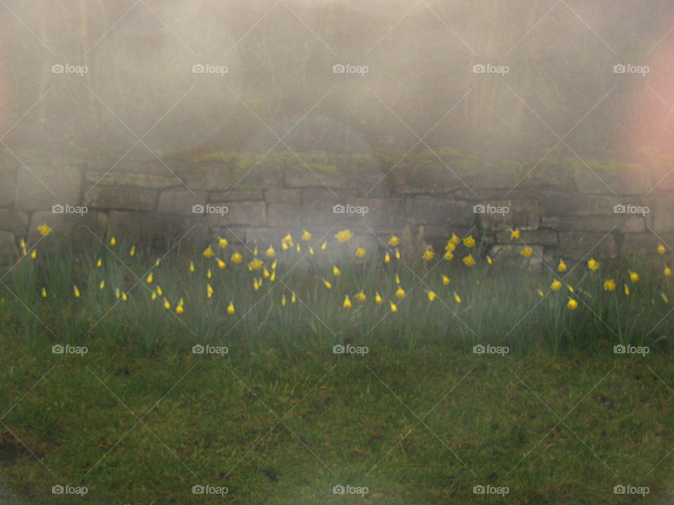 Daffodils on a Foggy Morning!