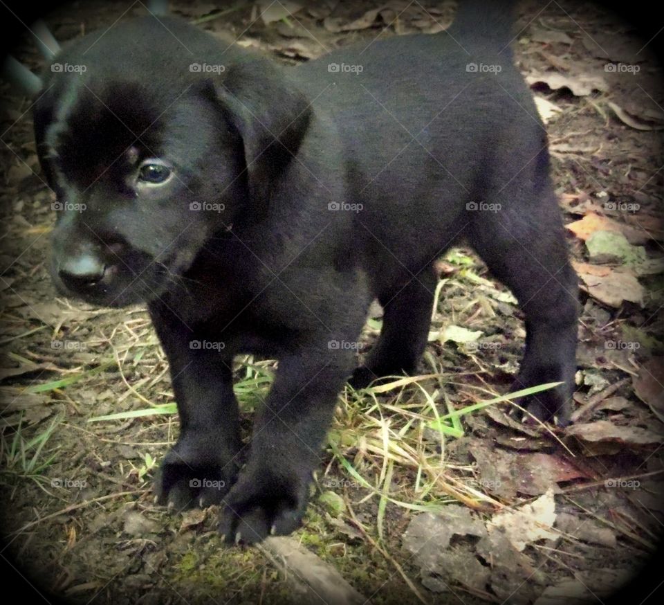 This is a little black lab puppy in Tennessee.