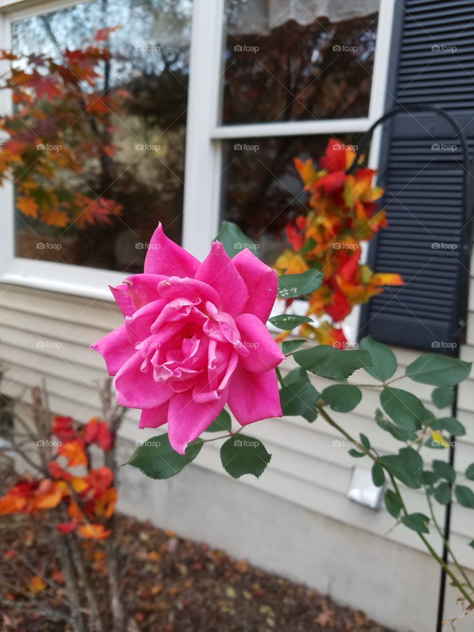 Single rose that bloomed in Autumn
