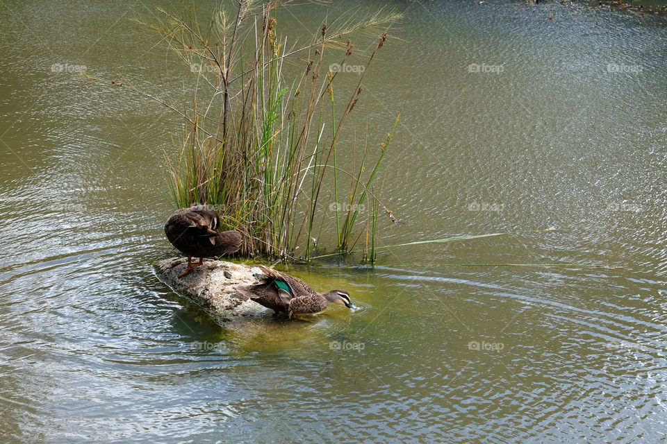 Leisurely wild ducks