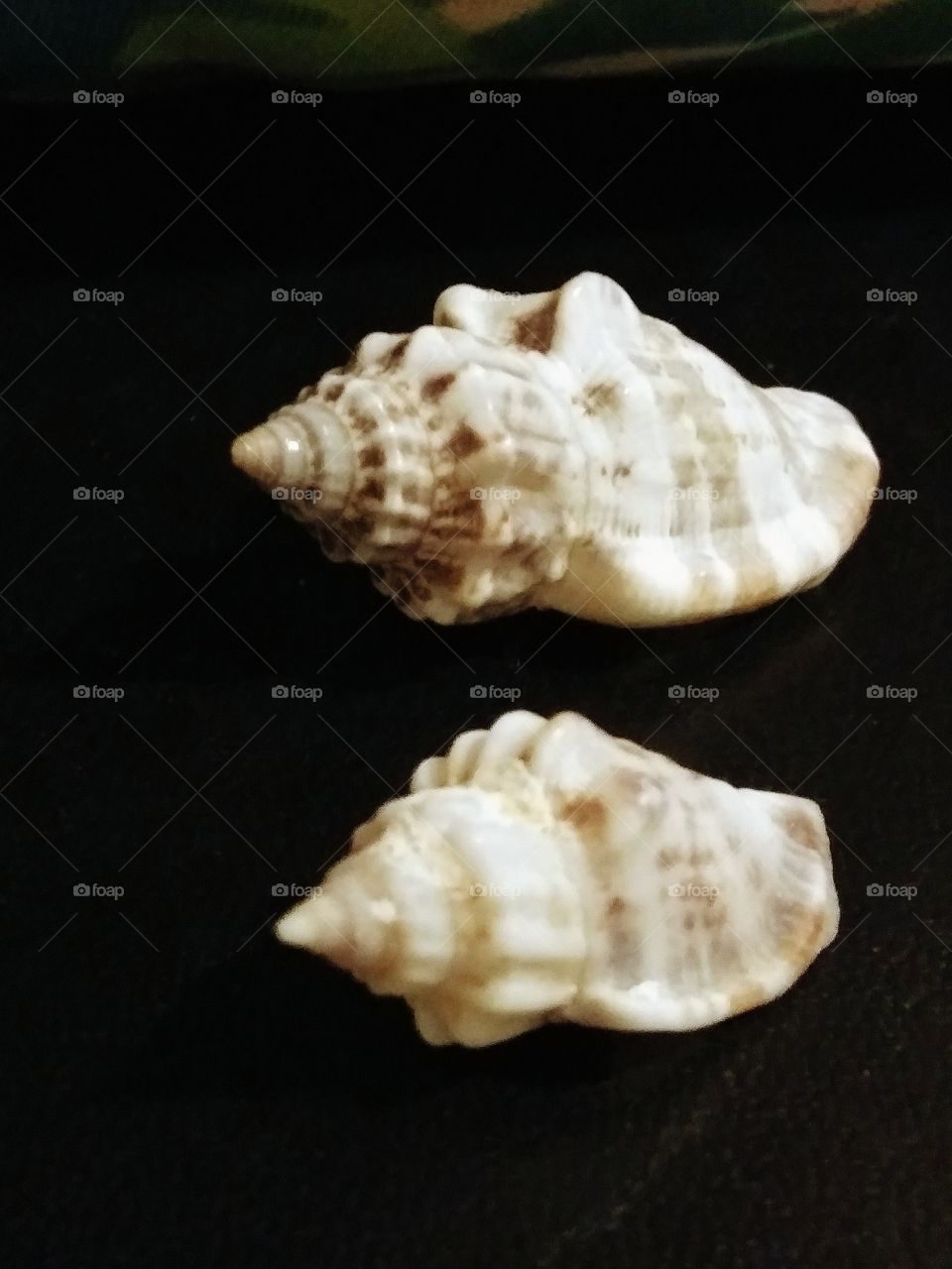 two shells
