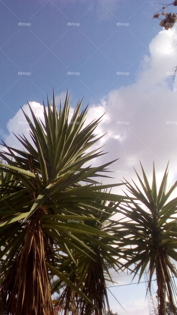 palm to the sky in tropical autumn