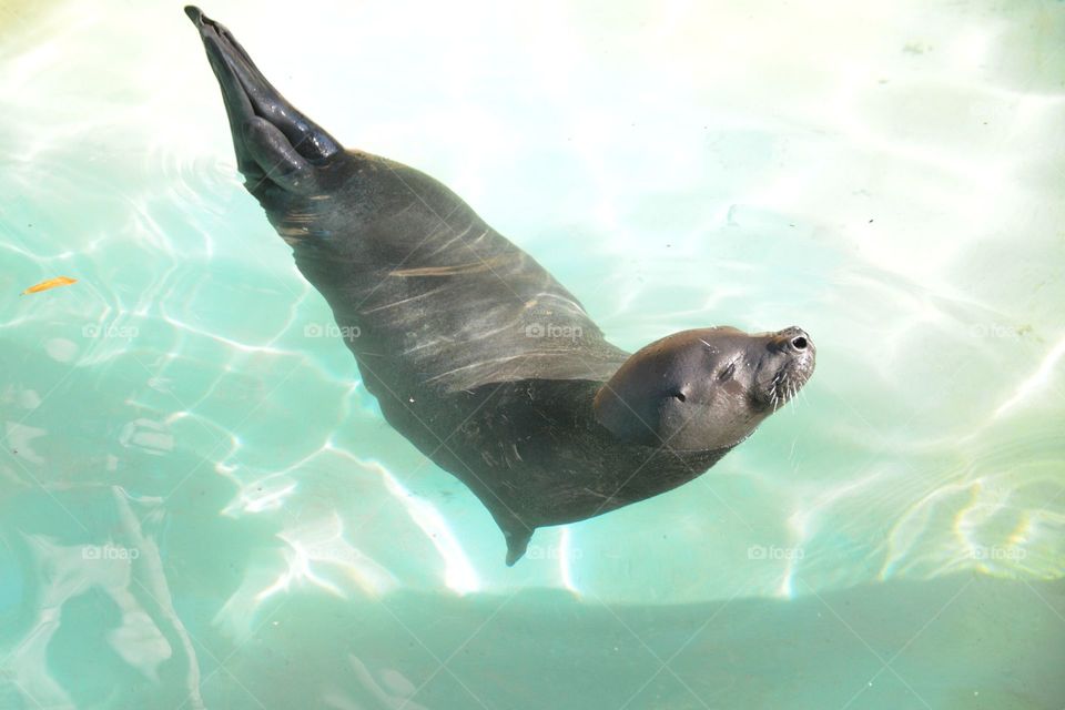 seal