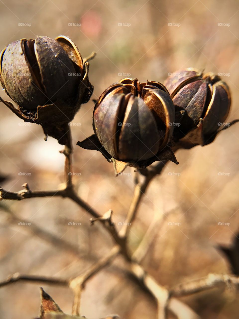 Seed pods