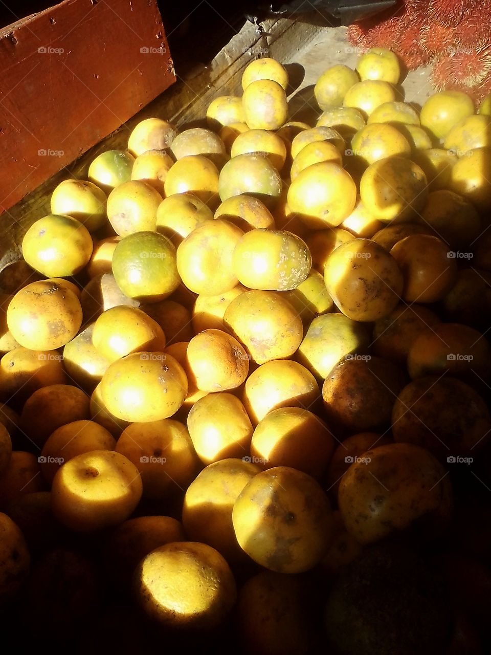 This is one type of field citrus fruit in Indonesia