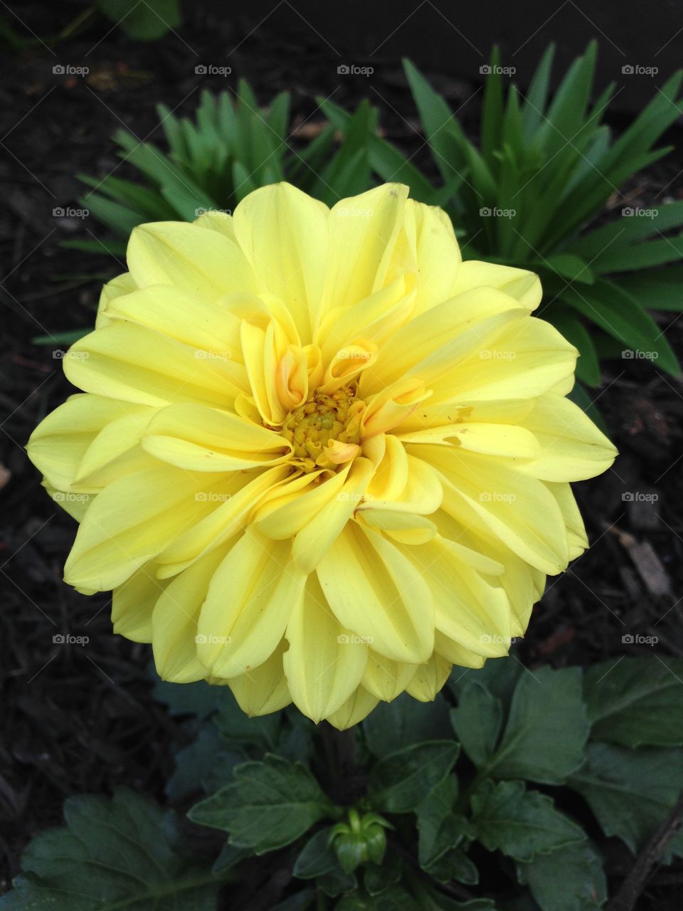 Yellow. Yellow flower