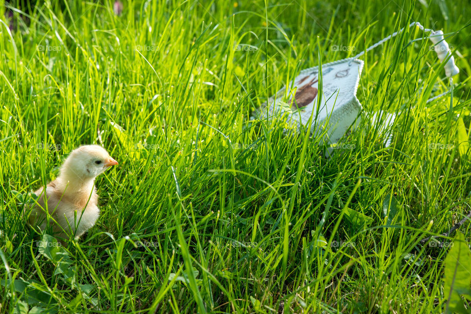 Little chicken in the grass