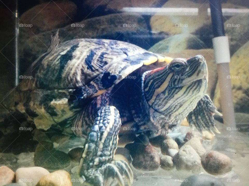 Cheeky turtle. Our 15 year old female RES turtle. 