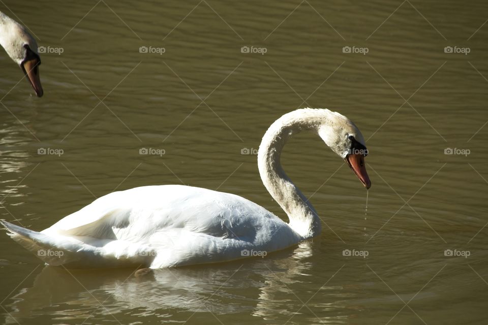 swans on the lake